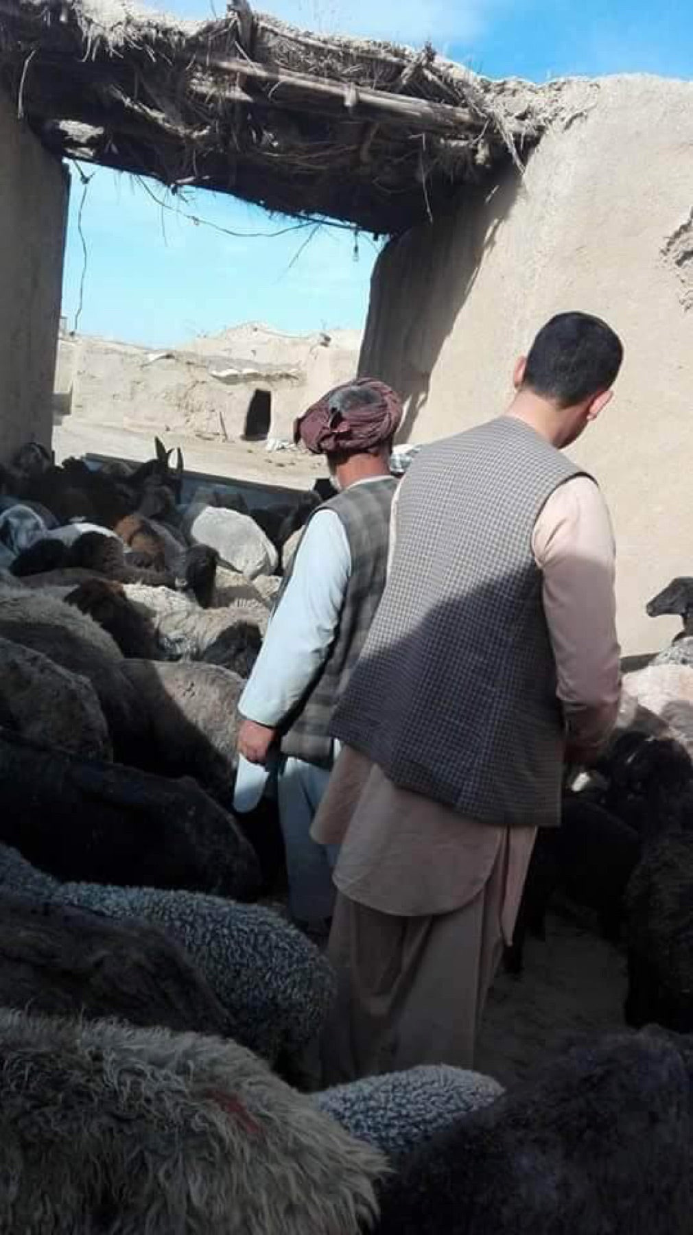 Shepherds with a highland sheep flock in Afghanistan — the source of Ghazni wool
