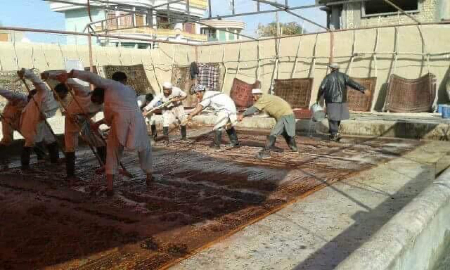 Washing a hand-knotted rug in the open-air washing yard
